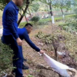 福建龙岩一工地挖出“冬眠”蟒蛇