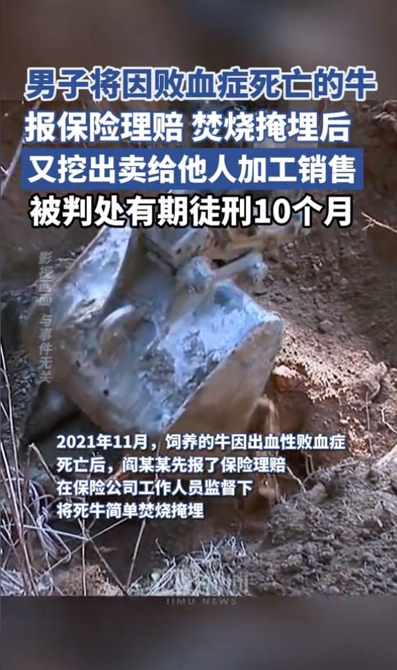 男子获理赔后又将病死牛挖出来卖