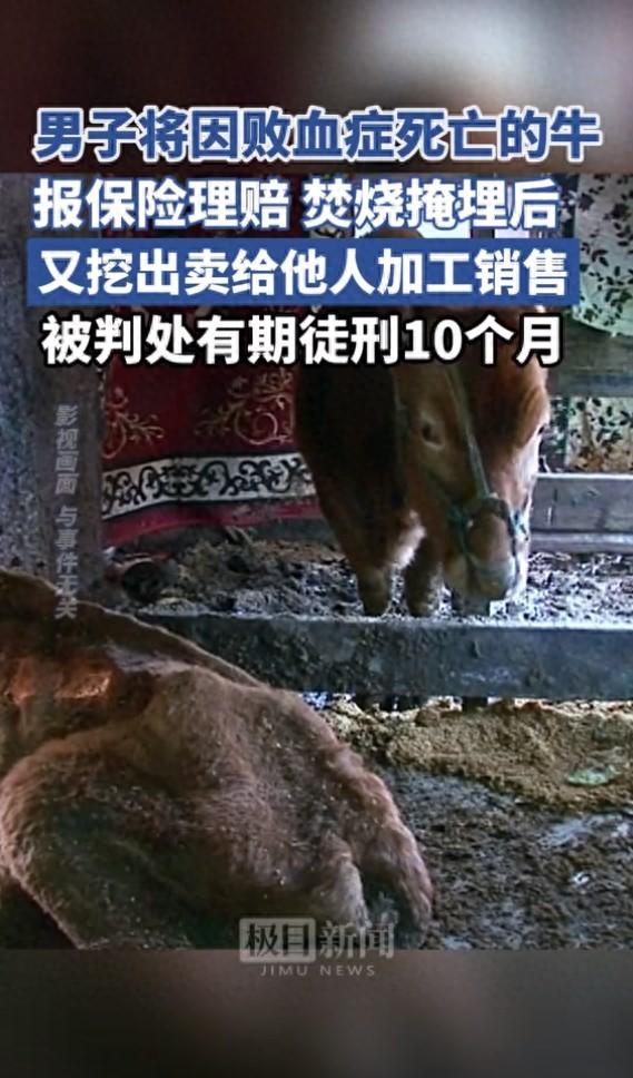 男子获理赔后又将病死牛挖出来卖